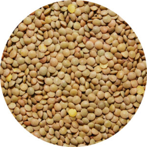 Lentilles blondes 4 mm 25 kg Légumor