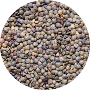 Lentilles vertes 25 kg Legumor